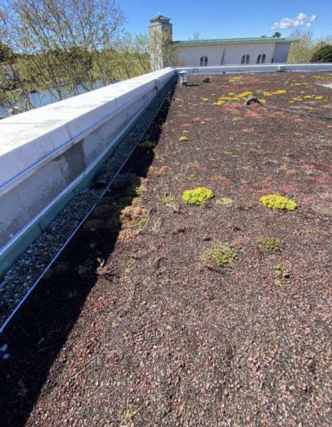 Toit végétalisé sur toit industriel à Agde dans l'Hérault